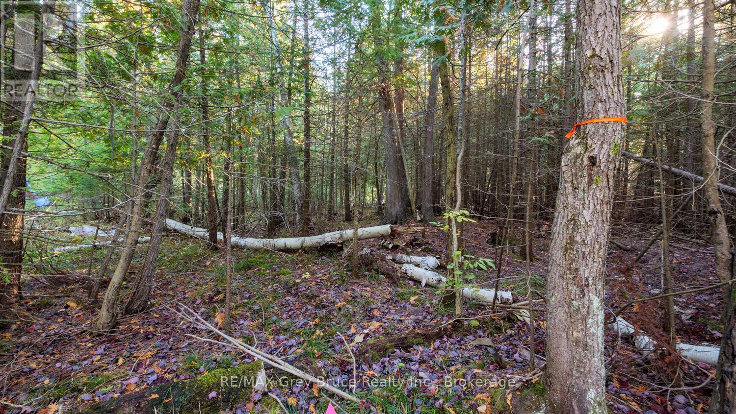 Part Lot 37 Con D Sauble Falls Parkway, South Bruce Peninsula, Ontario  N0H 2G0 - Photo 9 - X12062389