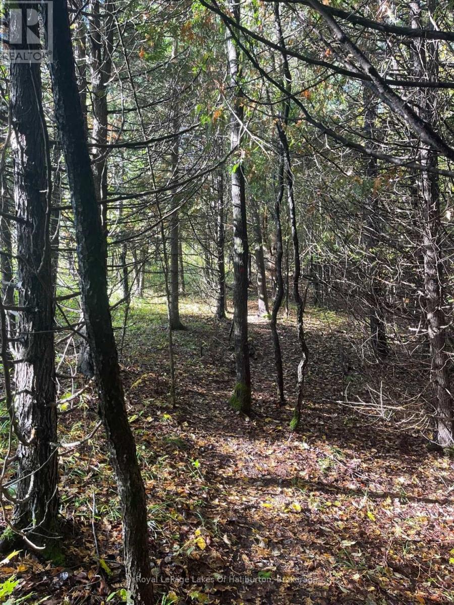 Lot 67 Chelsea Lane, Algonquin Highlands, Ontario  K0M 1S0 - Photo 14 - X12066054