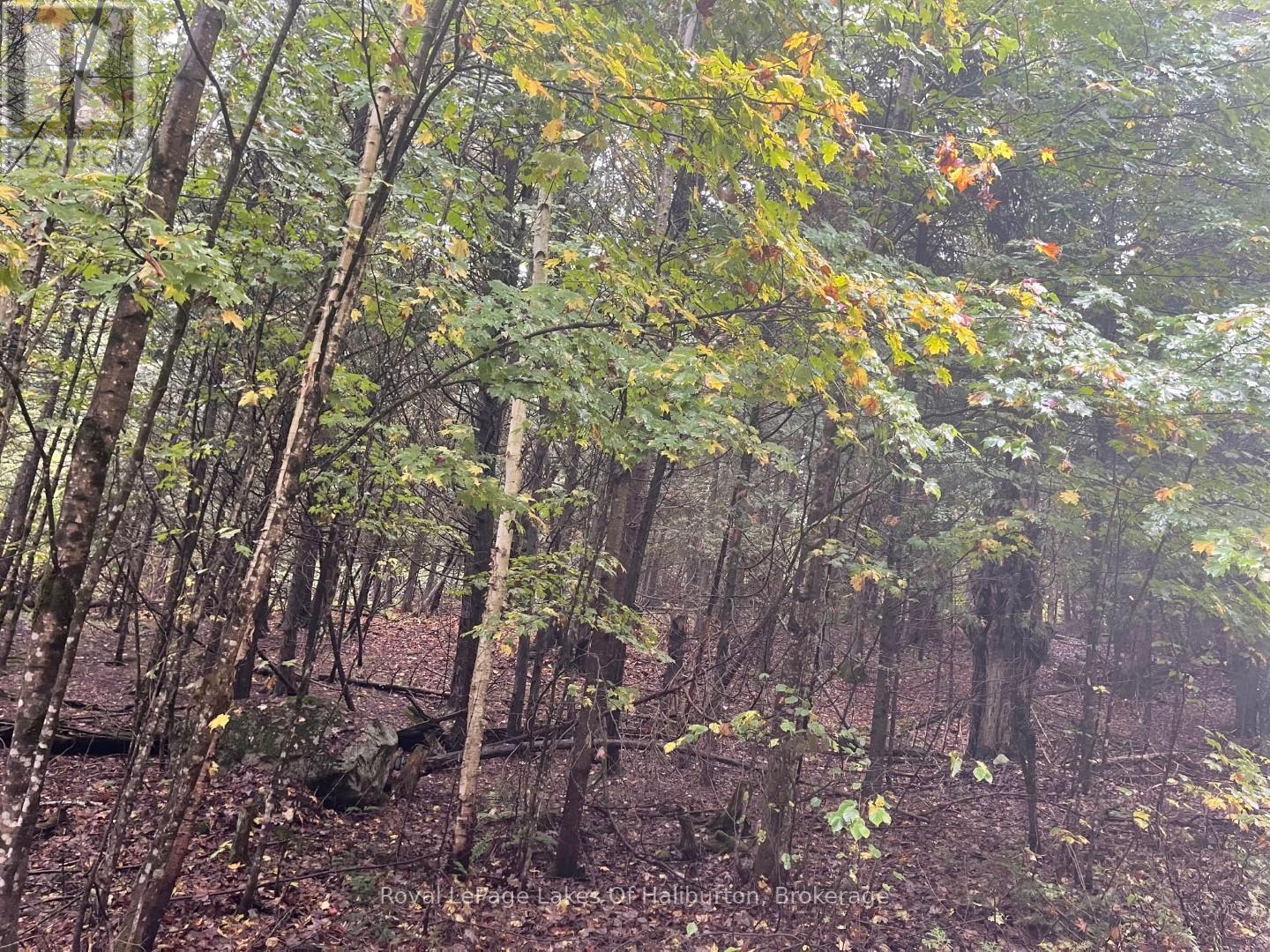 Lot 67 Chelsea Lane, Algonquin Highlands, Ontario  K0M 1S0 - Photo 9 - X12066054