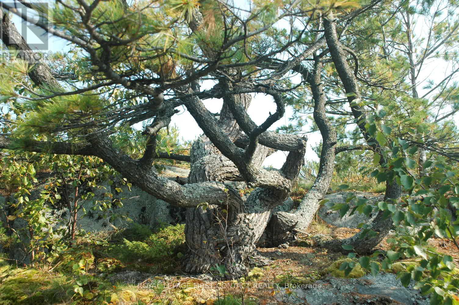 1 A249 Island, The Archipelago, Ontario  P0G 1K0 - Photo 31 - X12053972