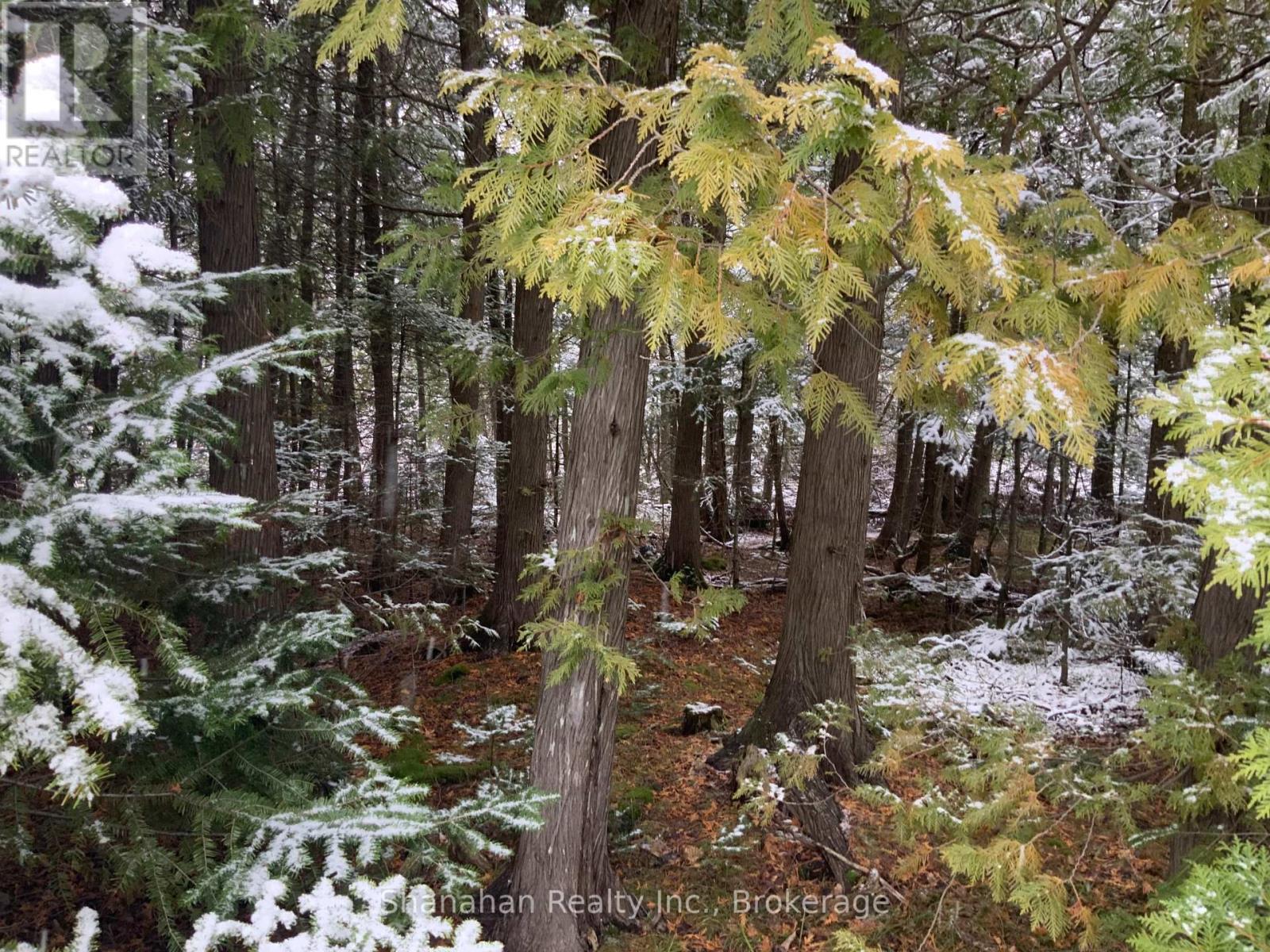 Lot 11 Norburn Road, Northern Bruce Peninsula, Ontario  N0H 2R0 - Photo 5 - X11889598