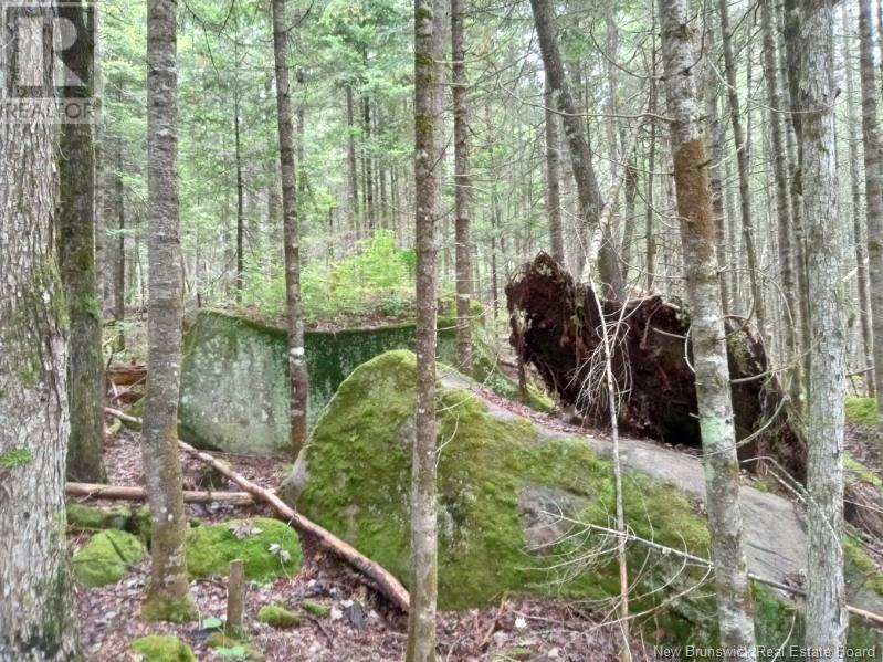 Lot 10 Richibuto Road, Noonan, New Brunswick  E4A 7H4 - Photo 13 - NB116013