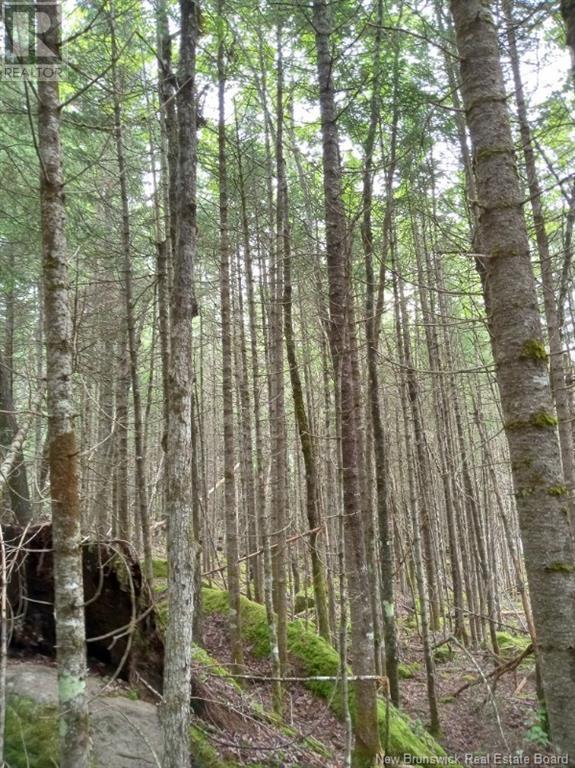 Lot 10 Richibuto Road, Noonan, New Brunswick  E4A 7H4 - Photo 14 - NB116013