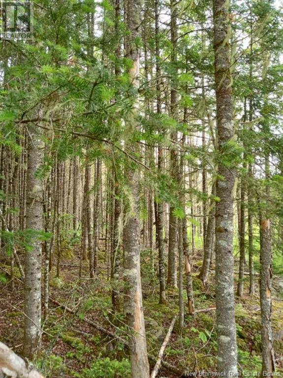 Lot 10 Richibuto Road, Noonan, New Brunswick  E4A 7H4 - Photo 15 - NB116013