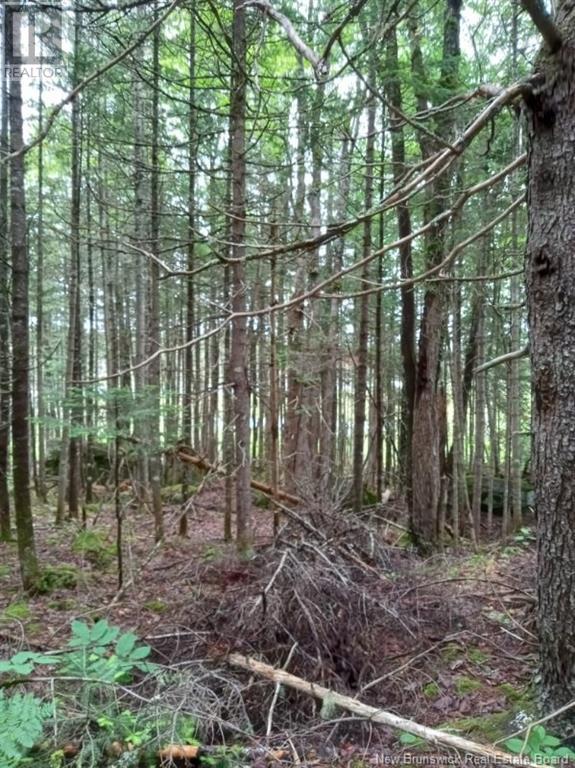 Lot 10 Richibuto Road, Noonan, New Brunswick  E4A 7H4 - Photo 16 - NB116013