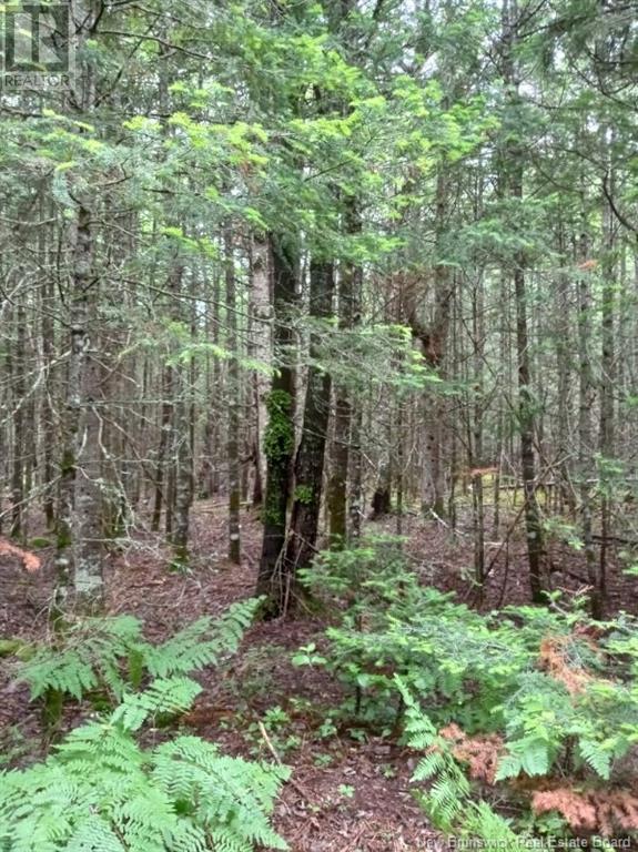 Lot 10 Richibuto Road, Noonan, New Brunswick  E4A 7H4 - Photo 17 - NB116013