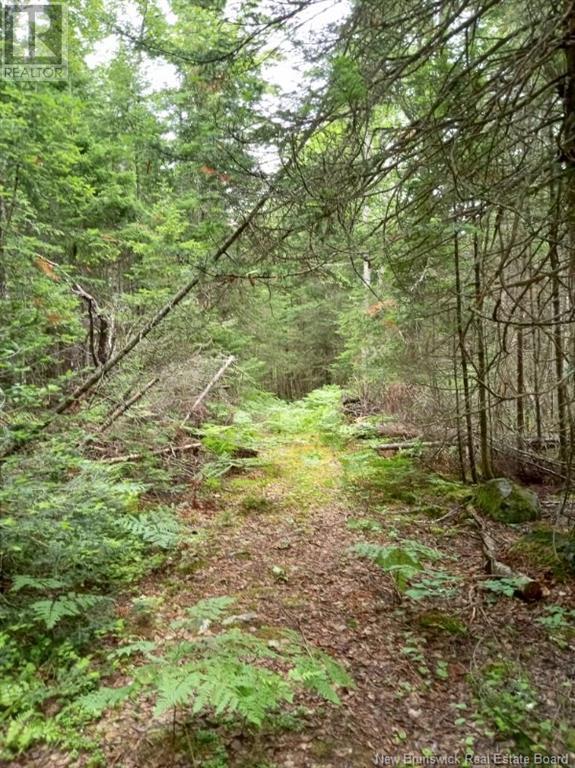 Lot 10 Richibuto Road, Noonan, New Brunswick  E4A 7H4 - Photo 19 - NB116013