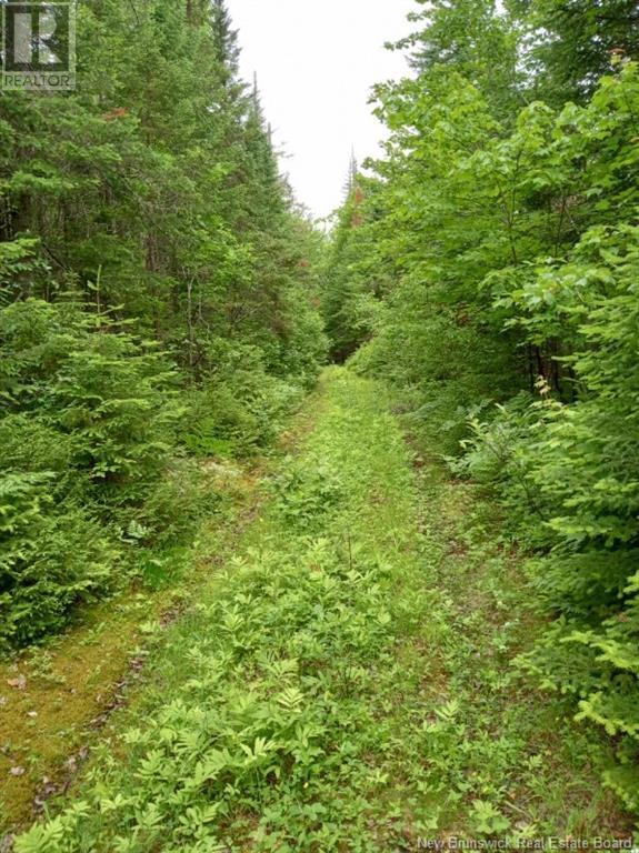 Lot 10 Richibuto Road, Noonan, New Brunswick  E4A 7H4 - Photo 20 - NB116013