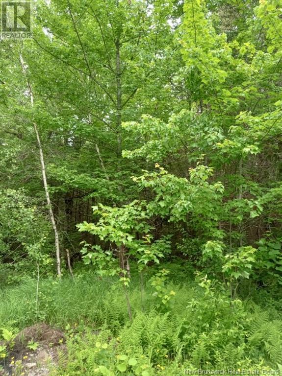 Lot 10 Richibuto Road, Noonan, New Brunswick  E4A 7H4 - Photo 22 - NB116013