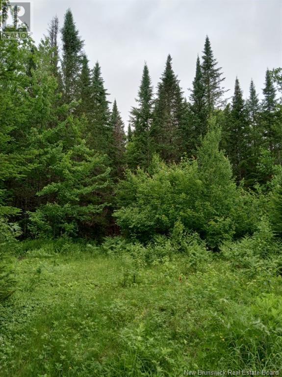 Lot 10 Richibuto Road, Noonan, New Brunswick  E4A 7H4 - Photo 23 - NB116013