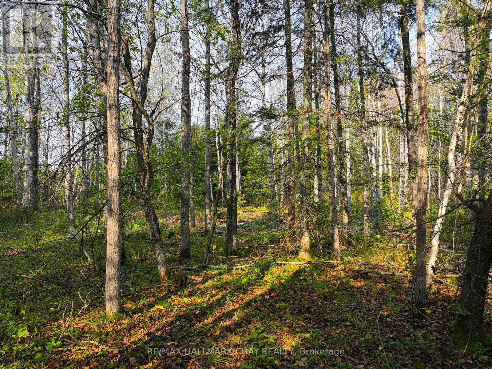793510 Grey Road 124 Road, Grey Highlands, Ontario  N0C 1M0 - Photo 13 - X12077247