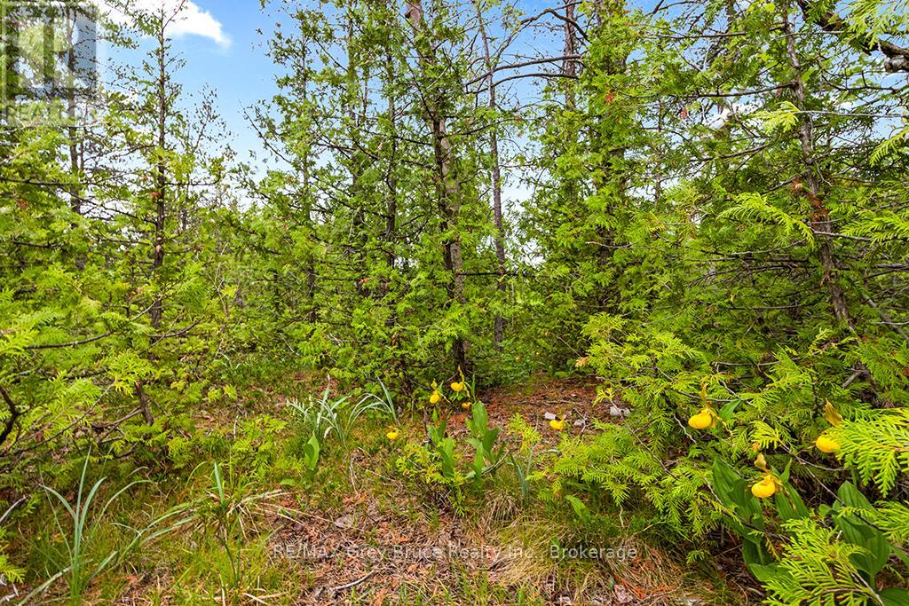 17 Dyers Bay Road, Northern Bruce Peninsula, Ontario  N0H 1Z0 - Photo 20 - X11911822