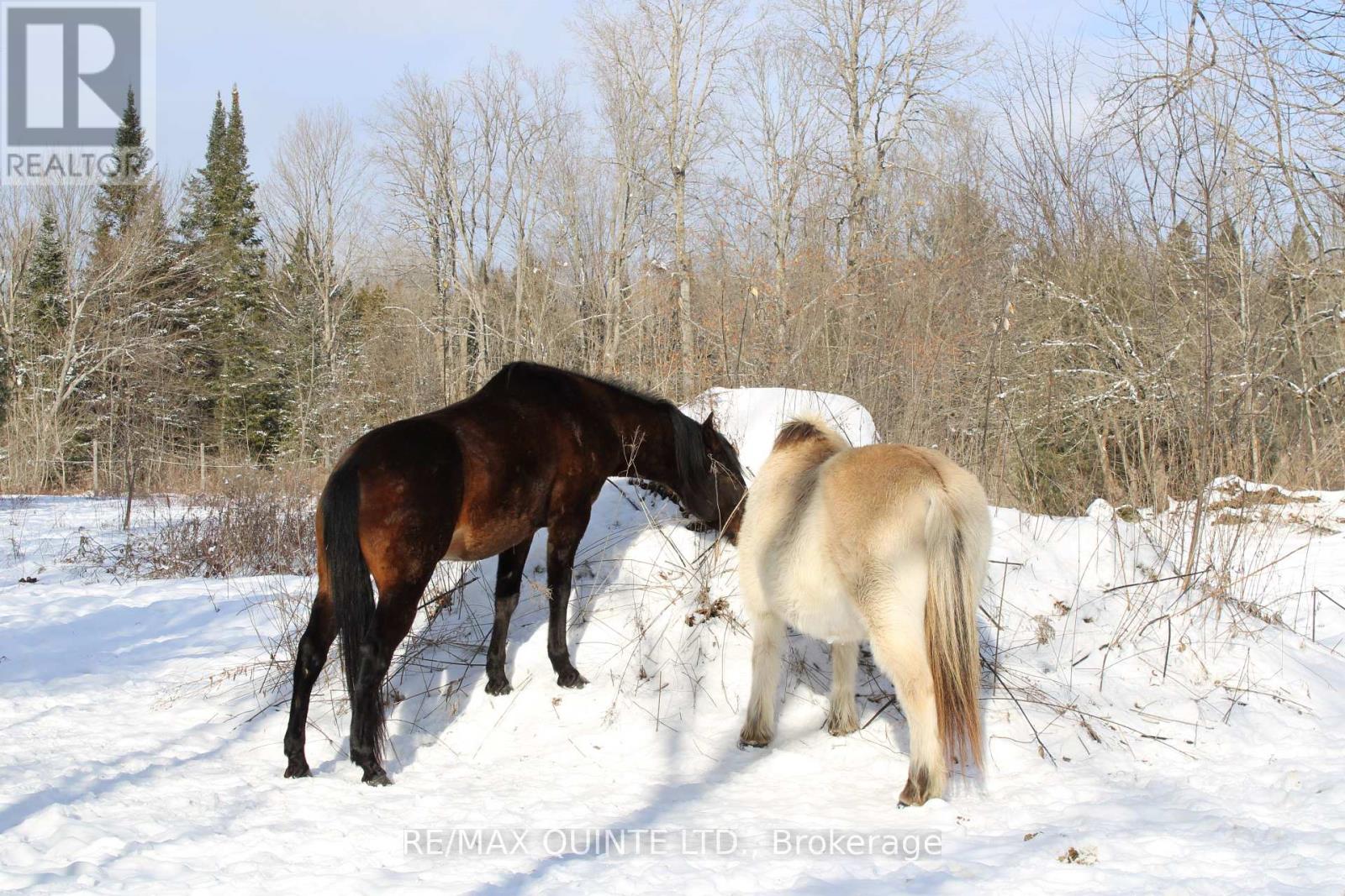 494 Twin Sister Lakes Road, Marmora And Lake, Ontario  K0K 2M0 - Photo 2 - X12084496