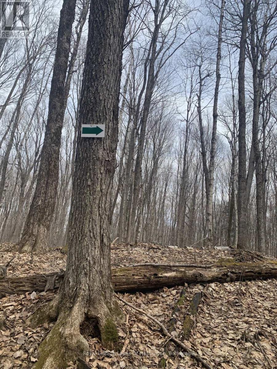 0 Kashagawigamog Lake Road, Minden Hills, Ontario  K0M 1S0 - Photo 28 - X12085655