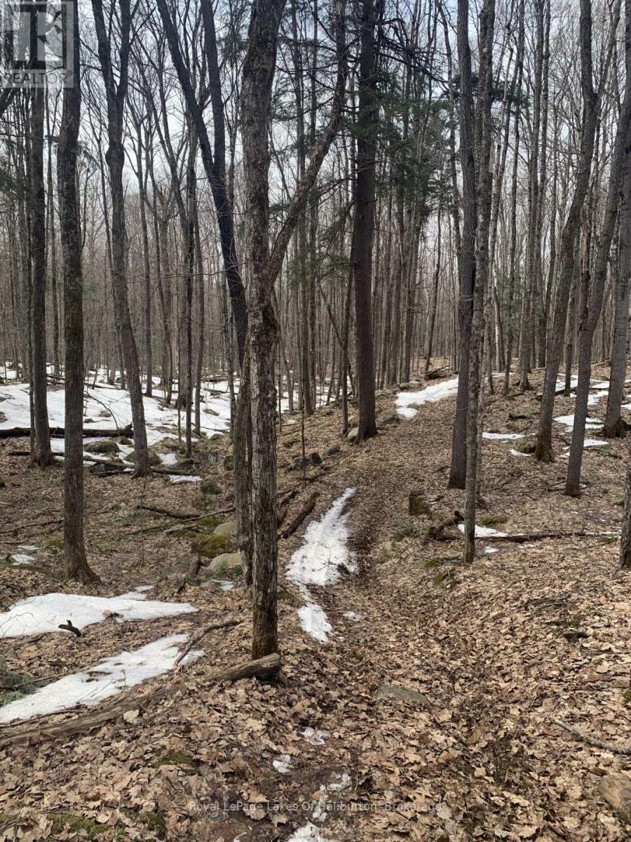 0 Kashagawigamog Lake Road, Minden Hills, Ontario  K0M 1S0 - Photo 29 - X12085655
