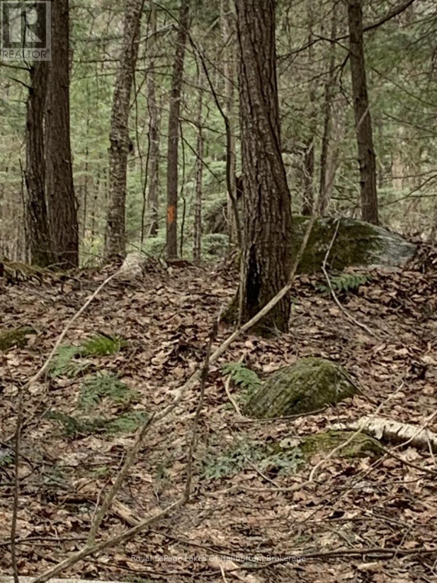 0 Kashagawigamog Lake Road, Minden Hills, Ontario  K0M 1S0 - Photo 31 - X12085655