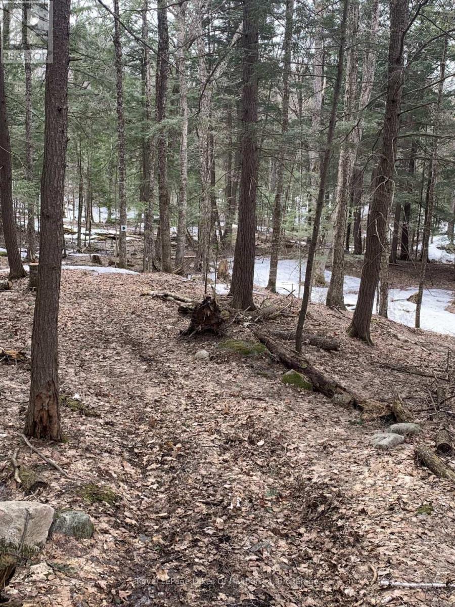 0 Kashagawigamog Lake Road, Minden Hills, Ontario  K0M 1S0 - Photo 32 - X12085655