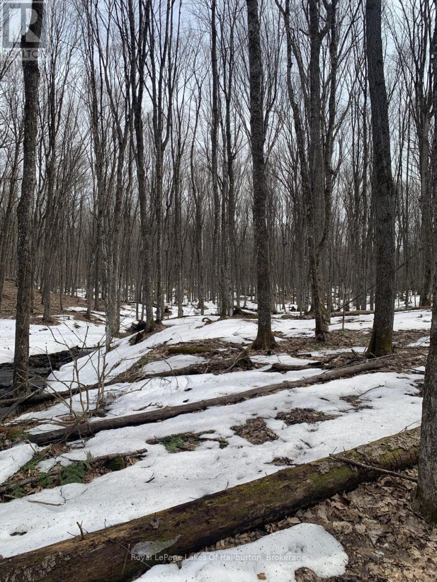 0 Kashagawigamog Lake Road, Minden Hills, Ontario  K0M 1S0 - Photo 39 - X12085655