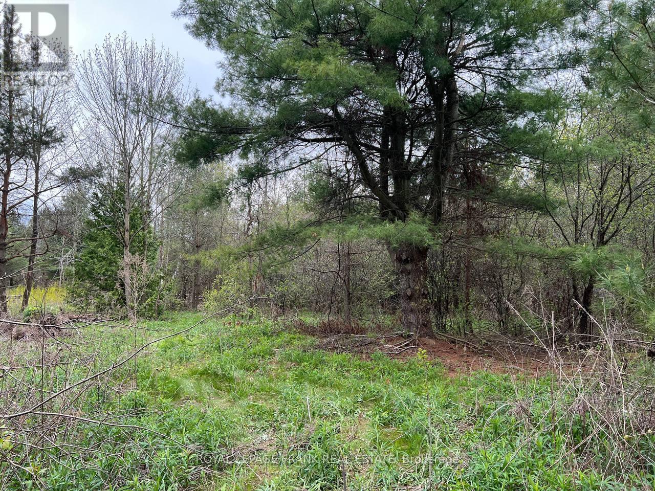. Rutherford Road, Alnwick/haldimand, Ontario  K0K 1S0 - Photo 14 - X12087423