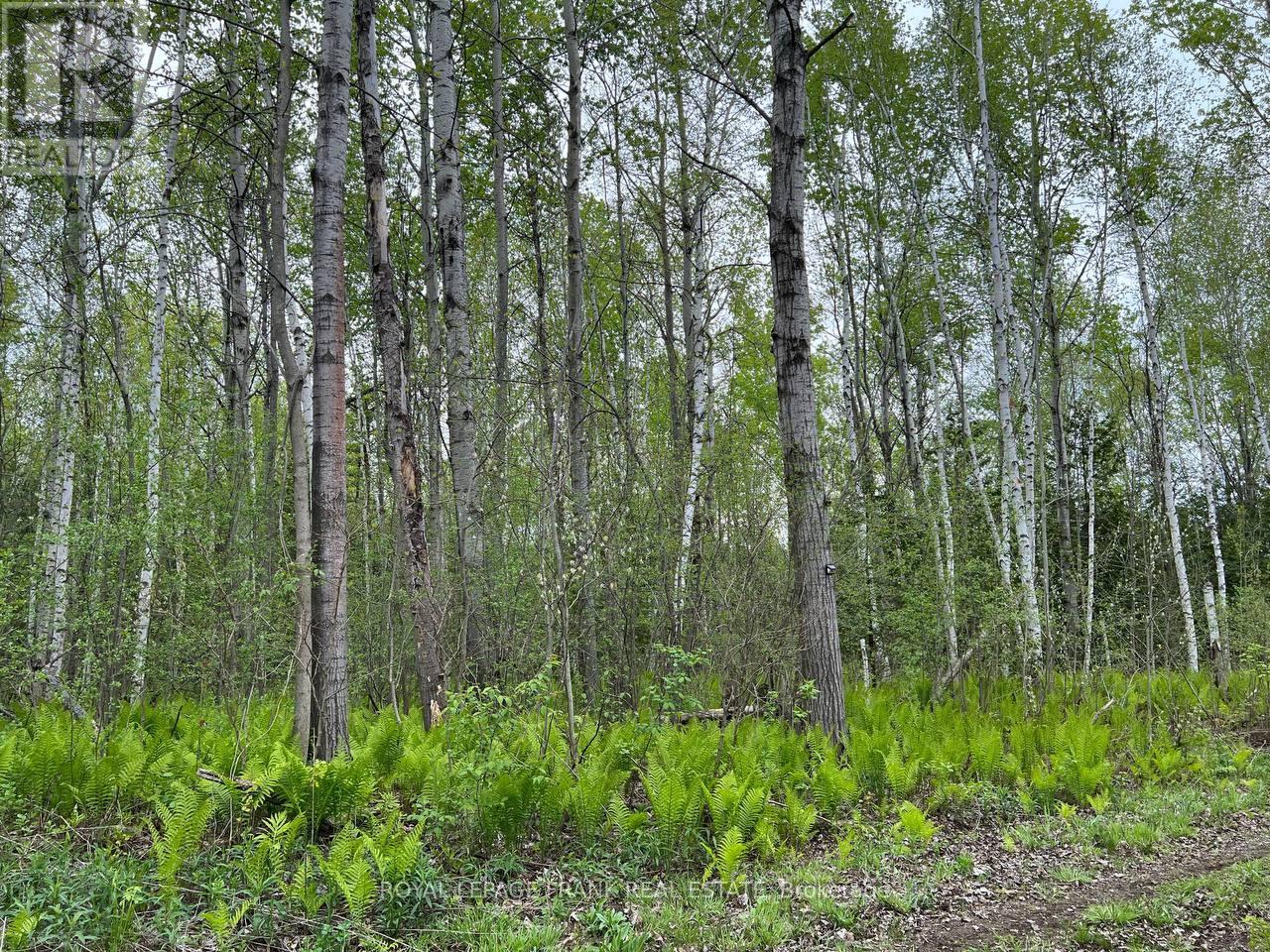 . Rutherford Road, Alnwick/haldimand, Ontario K0K 1S0 - Photo 21 - X12087423