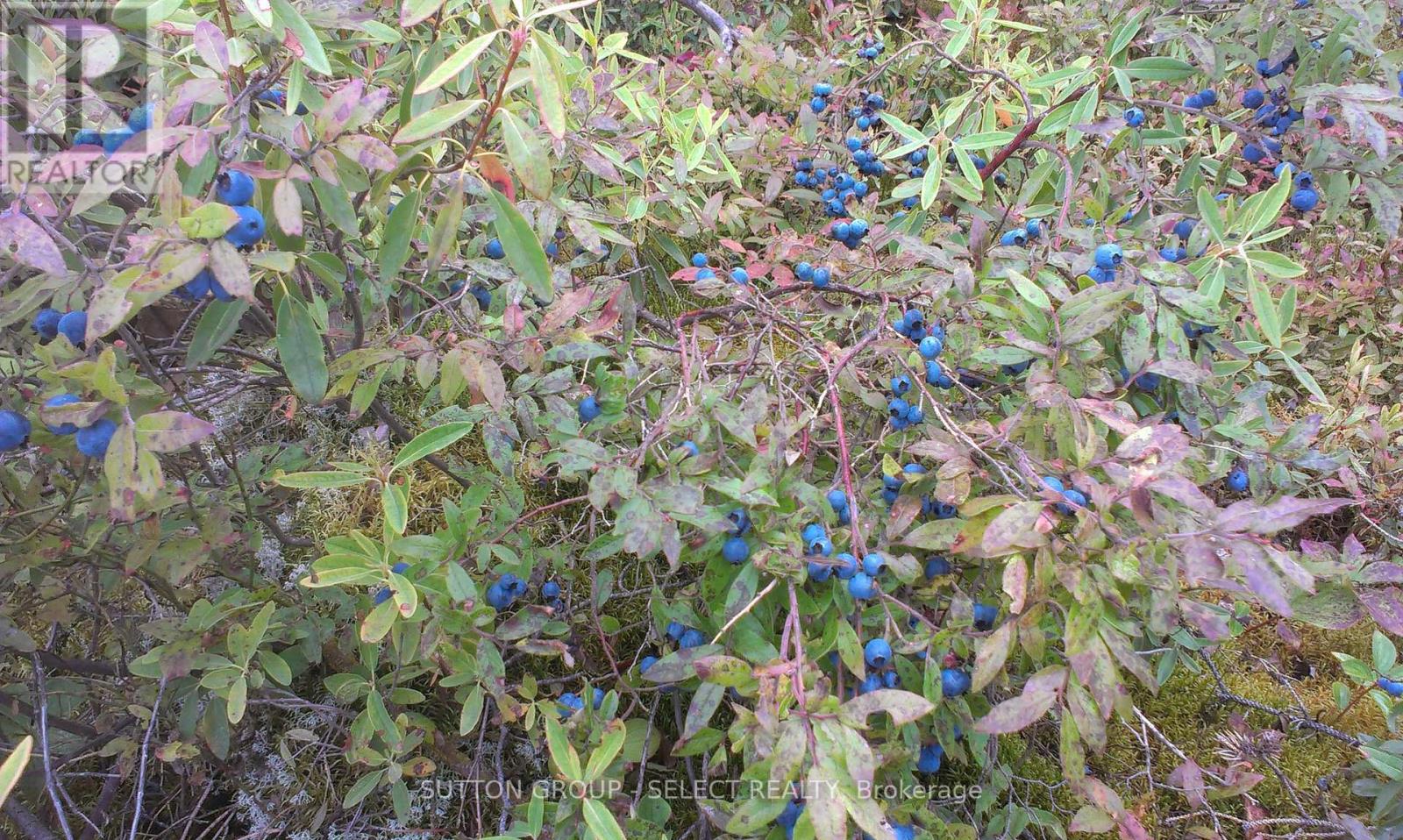 Lot 5 Con 1 Road, Timiskaming Remote Area, Ontario  P0J 1M0 - Photo 6 - T12087874