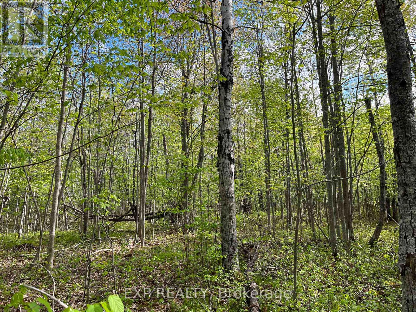 Lot 4 Sandy Shores Trail, Madawaska Valley, Ontario  K0J 1B0 - Photo 5 - X12091915