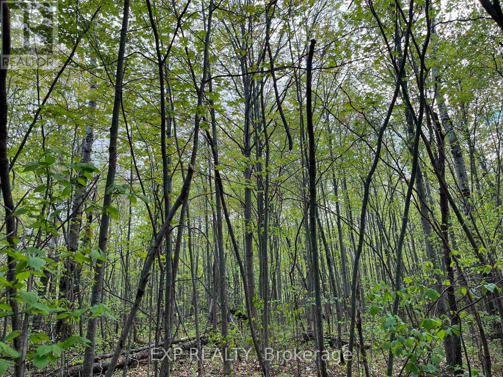 Lot 13 Sandy Shores Trail, Madawaska Valley, Ontario  K0J 1B0 - Photo 5 - X12091918