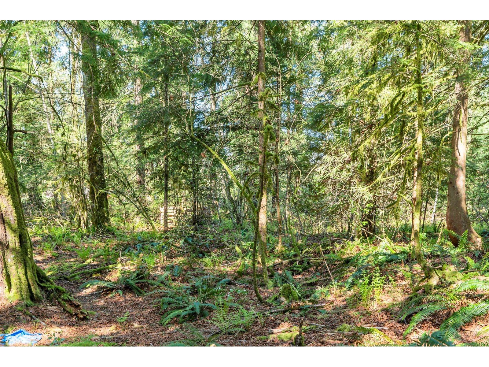 36161 Ridgeview Road, Mission, British Columbia  V2V 4J1 - Photo 24 - R2991519