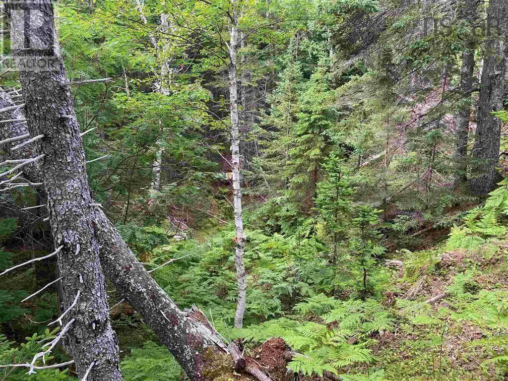 02-3 Cabot Trail, Birch Plain, Nova Scotia  B0C 1H0 - Photo 10 - 202508479