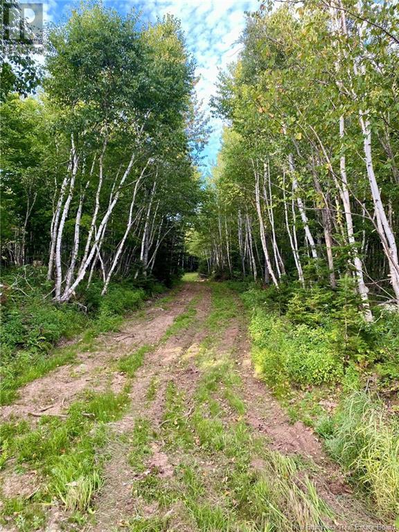 104.6 Acres Daigle Road, South Tetagouche, New Brunswick  E2A 7G8 - Photo 11 - NB116833