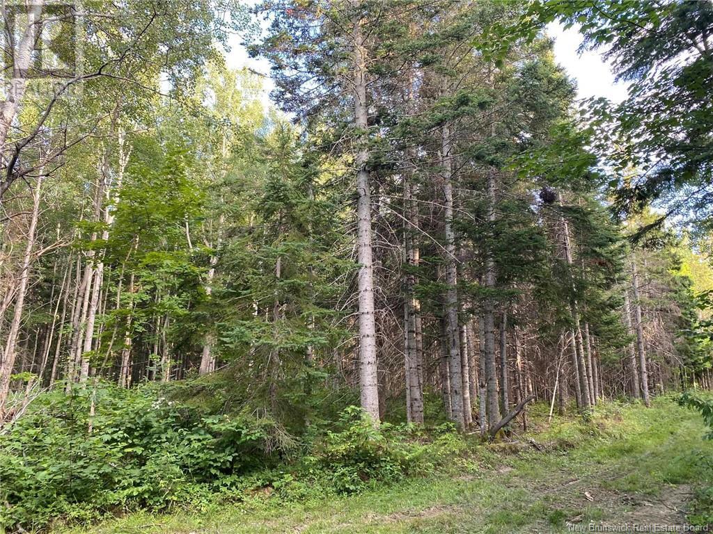 104.6 Acres Daigle Road, South Tetagouche, New Brunswick  E2A 7G8 - Photo 6 - NB116833