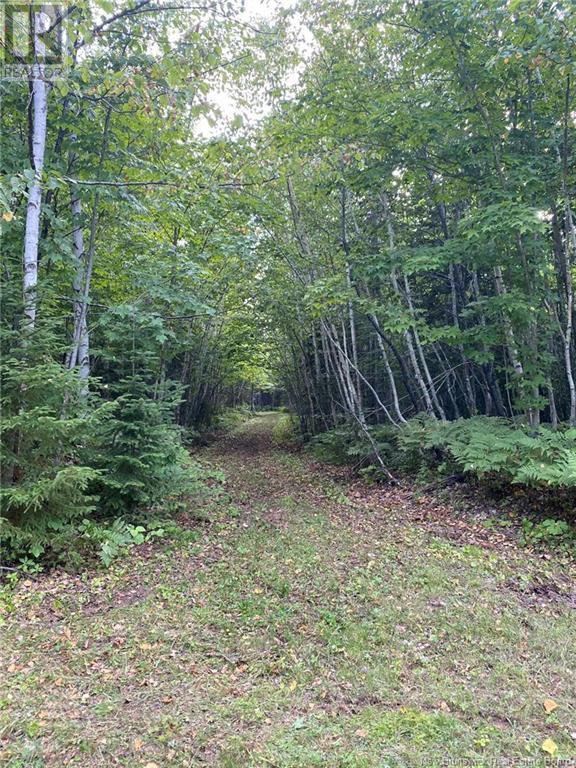 104.6 Acres Daigle Road, South Tetagouche, New Brunswick  E2A 7G8 - Photo 17 - NB116833
