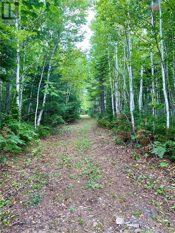 104.6 Acres Daigle Road, South Tetagouche, New Brunswick  E2A 7G8 - Photo 12 - NB116833