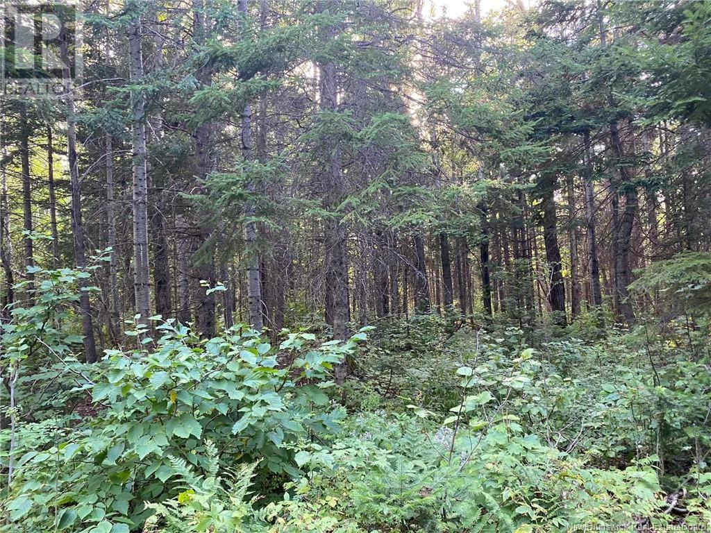 104.6 Acres Daigle Road, South Tetagouche, New Brunswick  E2A 7G8 - Photo 15 - NB116833
