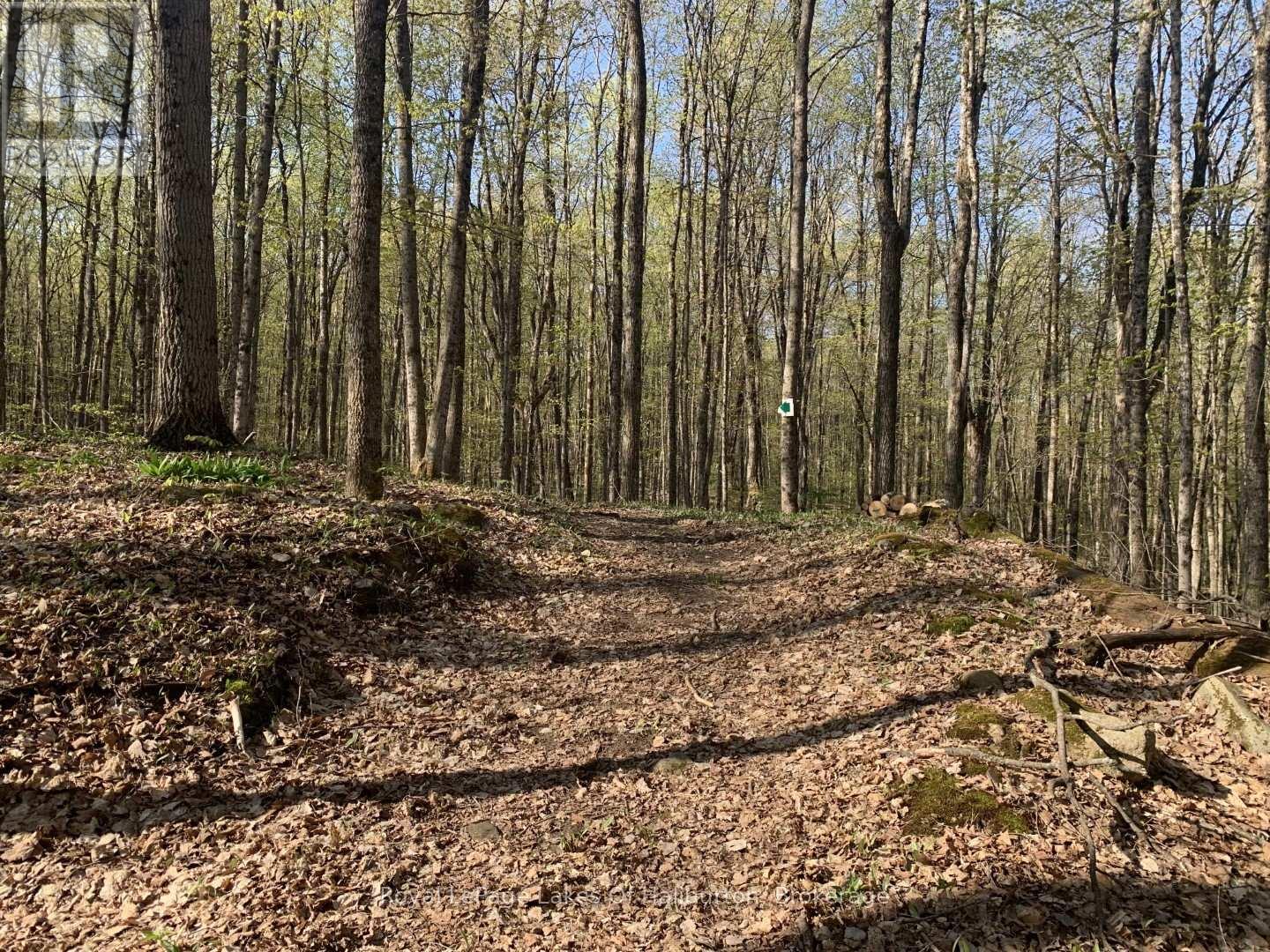 0 Kashagawigamog Lake Road, Minden Hills, Ontario  K0M 1S0 - Photo 12 - X12085655