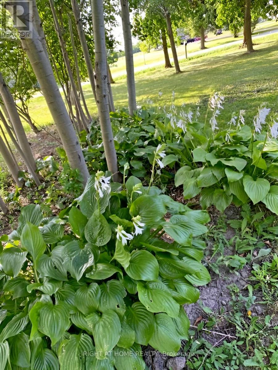 96 Second Road E, Hamilton, Ontario  L8J 3J2 - Photo 22 - X12106971