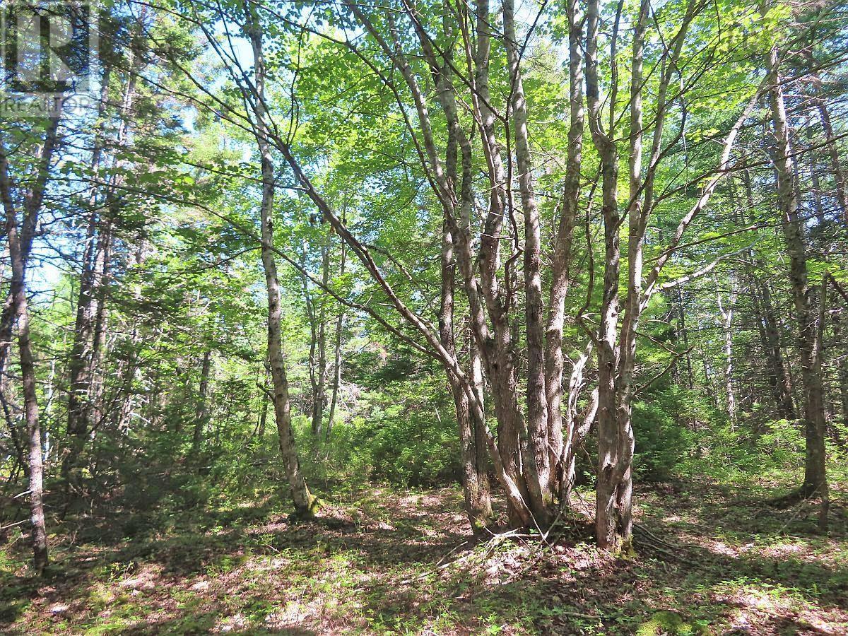 195 Acres West Bay Highway, Roberta, Nova Scotia  B0E 3K0 - Photo 30 - 202509009