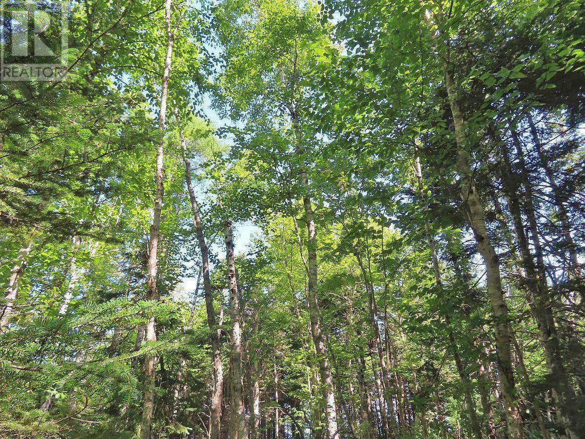 195 Acres West Bay Highway, Roberta, Nova Scotia  B0E 3K0 - Photo 31 - 202509009