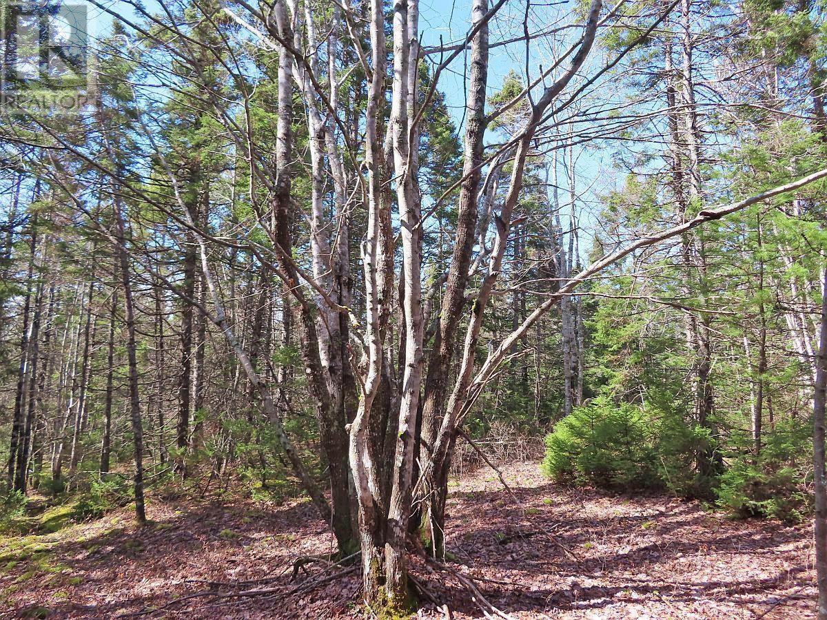 195 Acres West Bay Highway, Roberta, Nova Scotia  B0E 3K0 - Photo 35 - 202509009