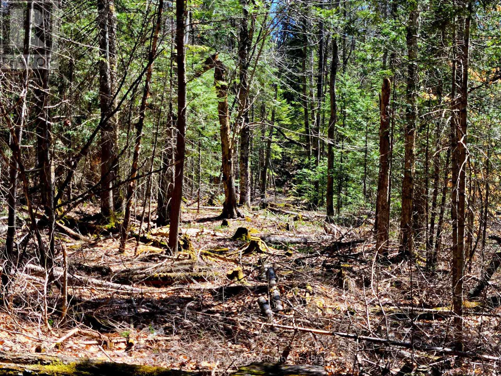 3267 Highway 534, Nipissing, Ontario  P0H 1W0 - Photo 17 - X12107393
