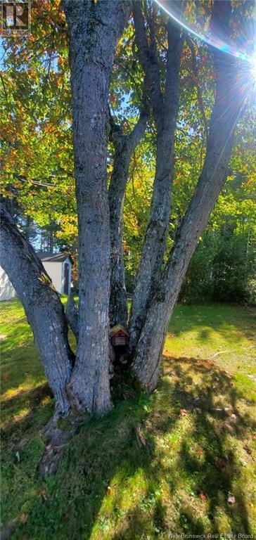 175 Hedgeview Drive, Hanwell, New Brunswick  E3B 6R9 - Photo 35 - NB116508