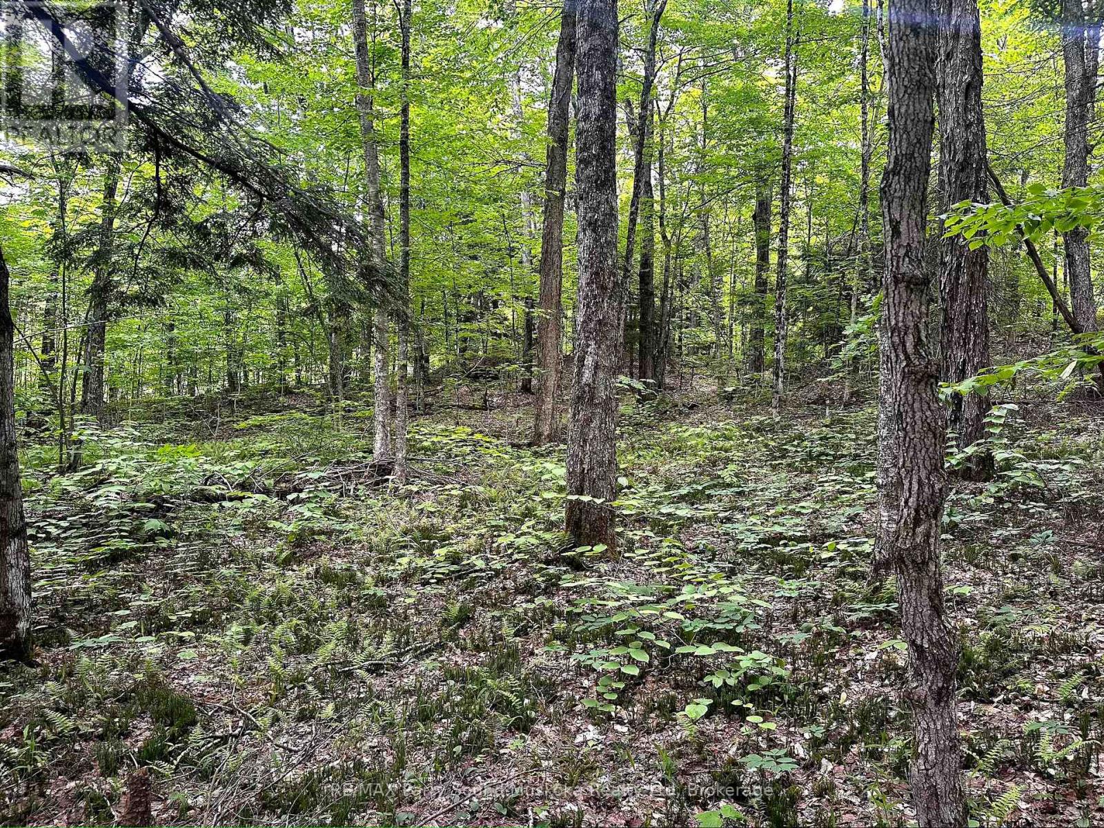 3 Greenwood Camp Road, Seguin, Ontario  P2A 2W8 - Photo 11 - X12114584