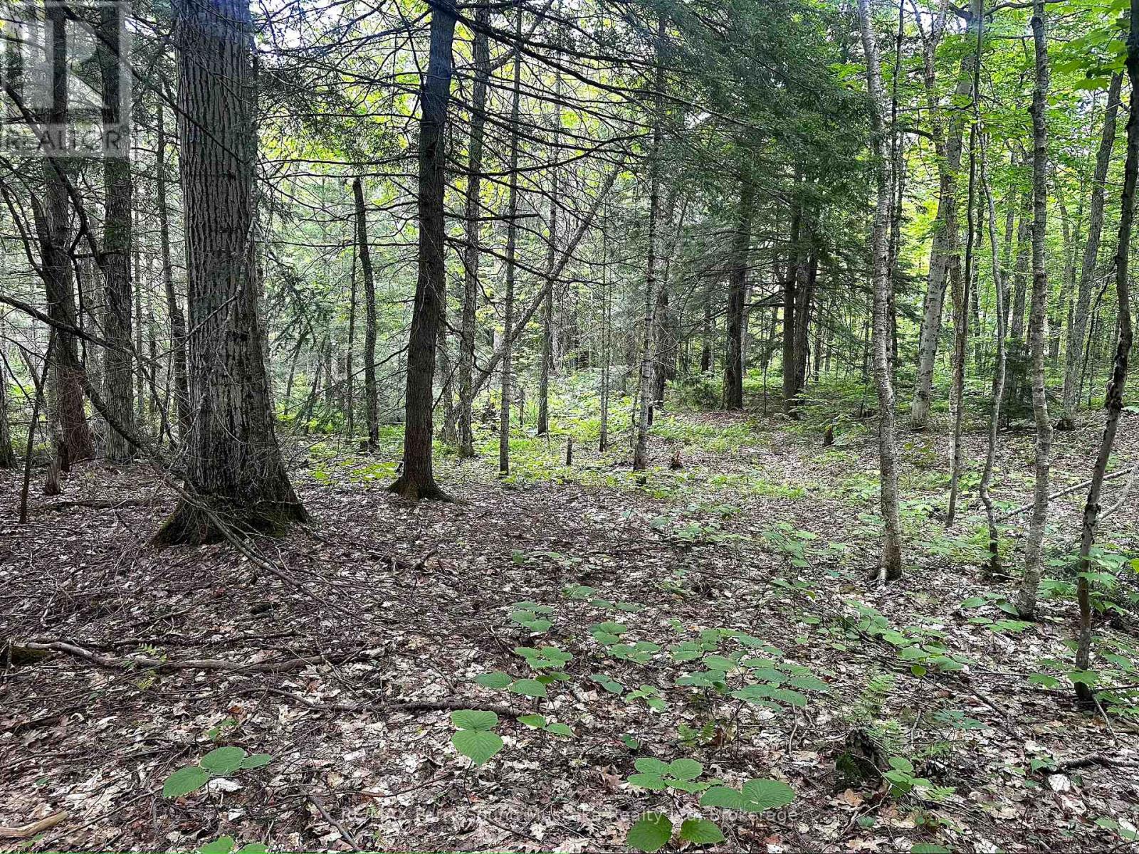 3 Greenwood Camp Road, Seguin, Ontario  P2A 2W8 - Photo 13 - X12114584