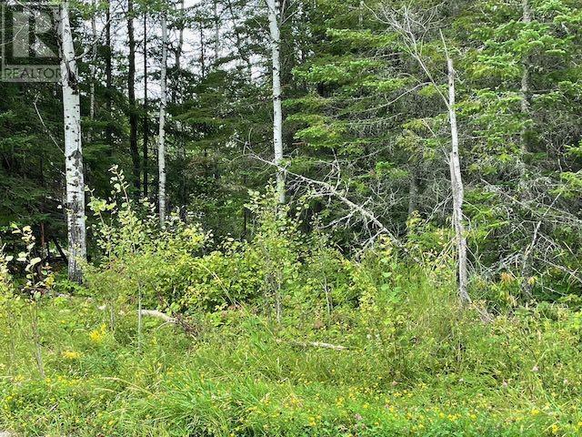 131 Lakeview Rd, Dryden, Ontario  P8N 2Y4 - Photo 13 - TB250625