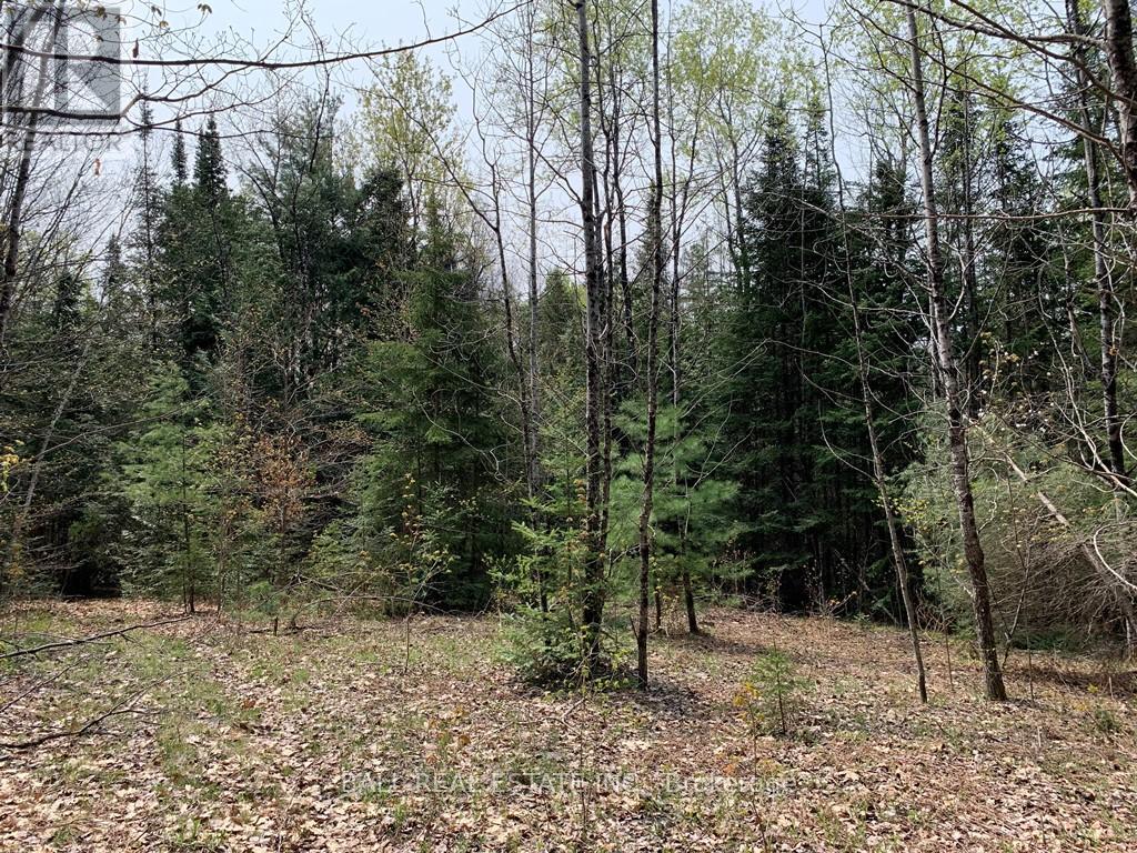 0 Johnson Road, North Kawartha, Ontario K0L 1A0 - Photo 6 - X12117460