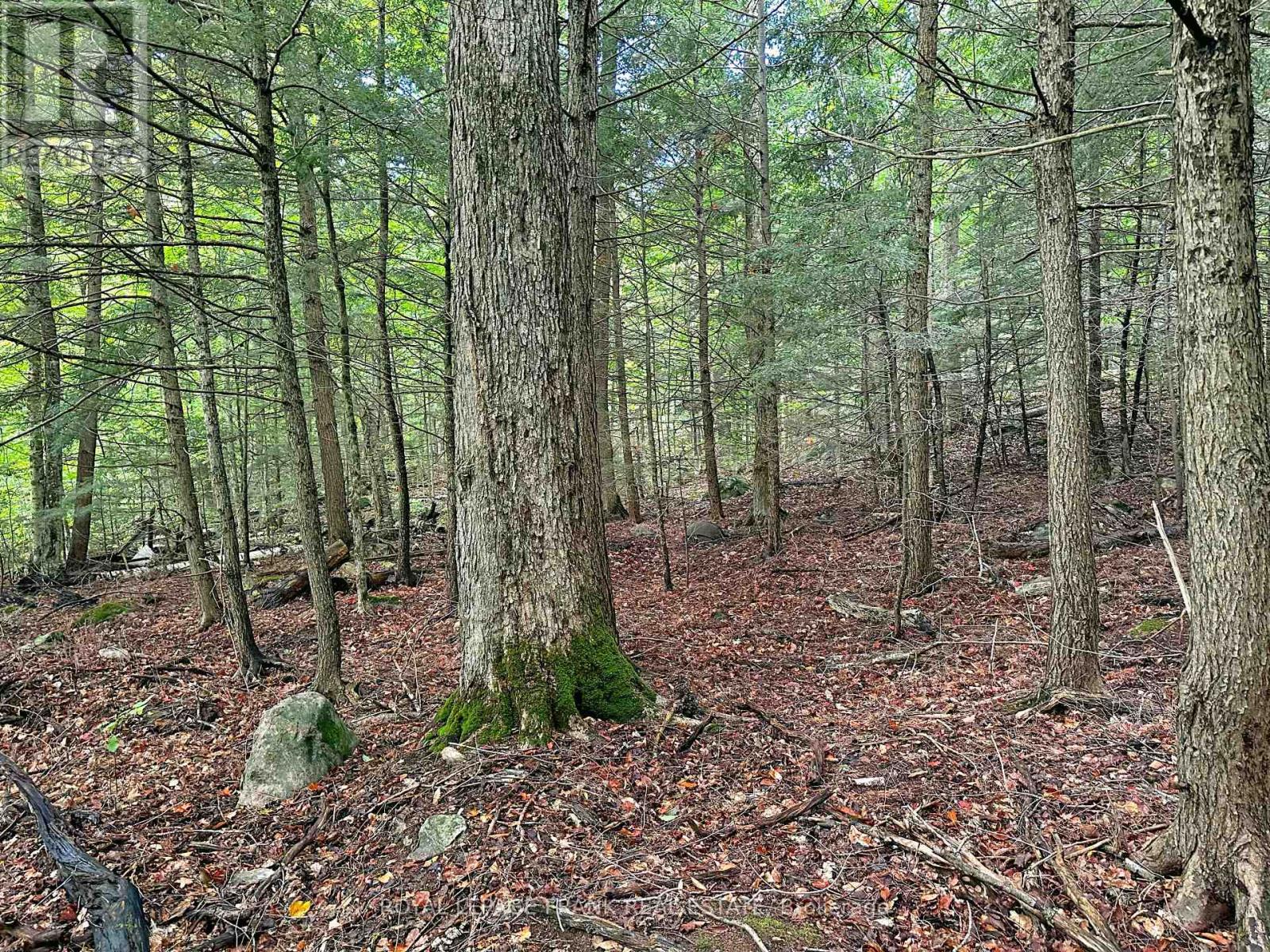 0 Fire Route 267, Trent Lakes, Ontario  K0L 1J0 - Photo 14 - X12119828