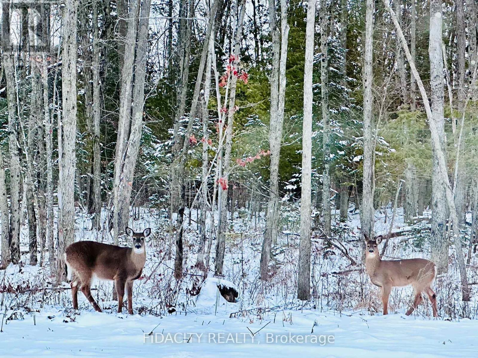 258 Antler Court, Mississippi Mills, Ontario  K0A 1A0 - Photo 37 - X12120857