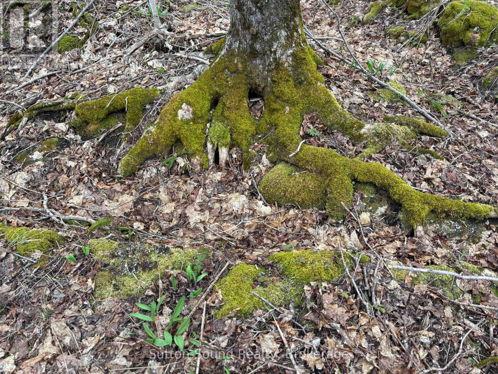 Pt Lt 9 Con 14 Ebr Pt 27 Concession, Northern Bruce Peninsula, Ontario  N0H 1W0 - Photo 9 - X12121907