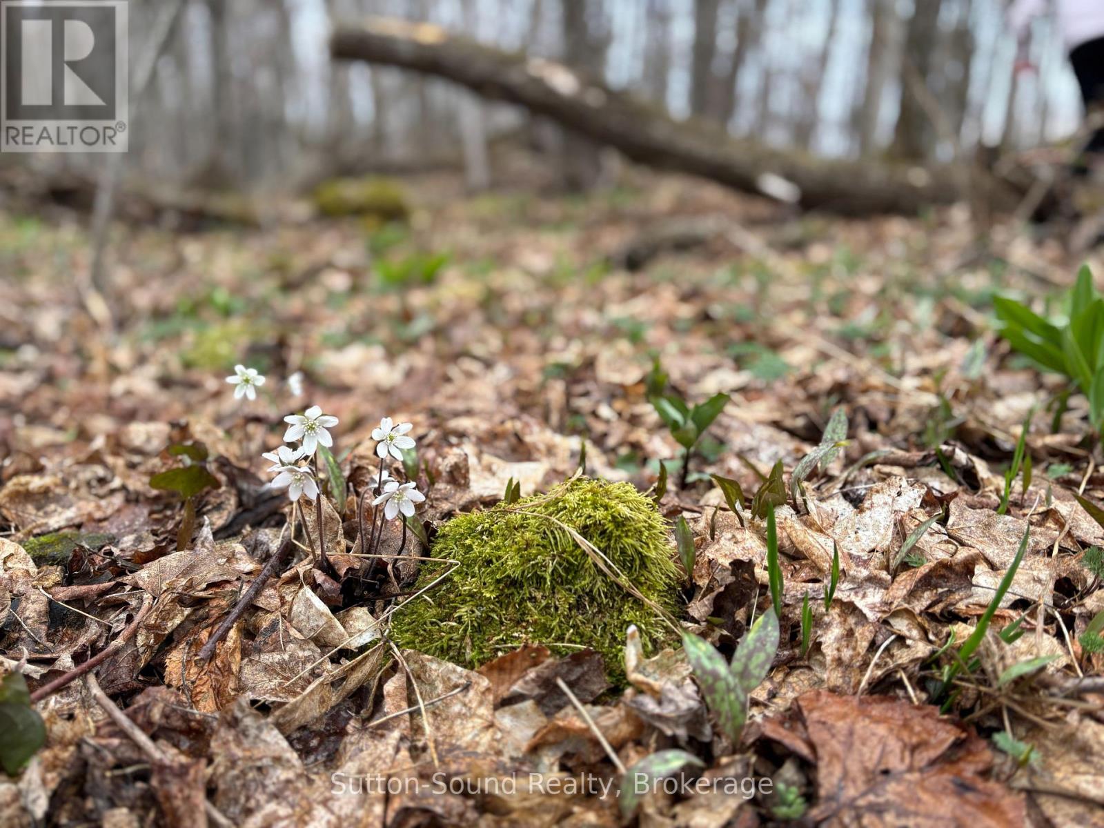 Pt Lt 9 Con 14 Ebr Pt 33 Concession, Northern Bruce Peninsula, Ontario  N0H 1W0 - Photo 10 - X12121908