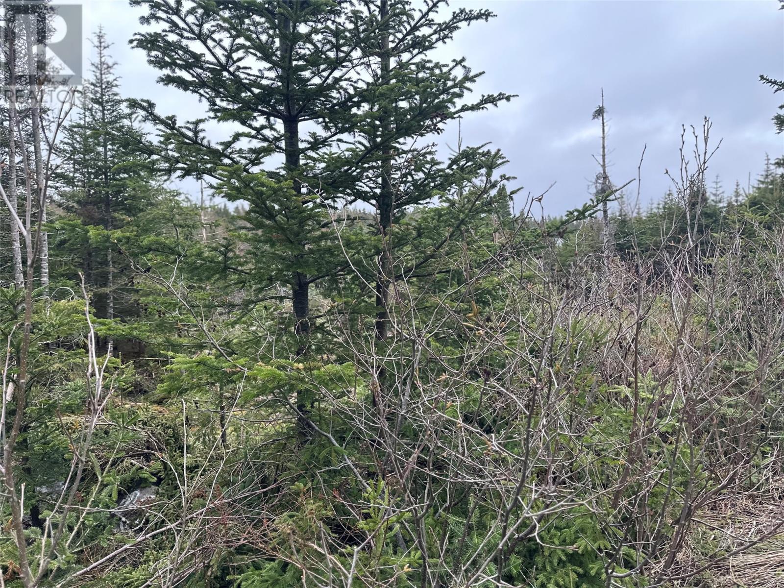 56 Ridge Road, Holyrood, Newfoundland & Labrador  A0A 2R0 - Photo 7 - 1284561